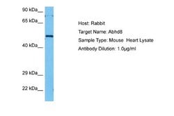 ABHD8 Rabbit anti-Mouse, Polyclonal, Novus Biologicals 0.1ml; Unconjugated:Antibodies,